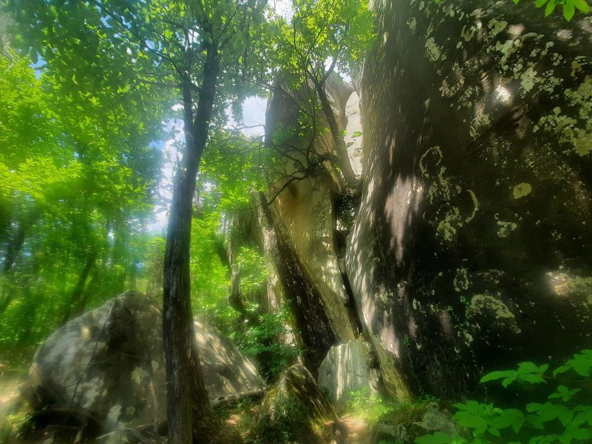 Mountain Train From Nice : Hike, Mystic Forest, Meteors Rain