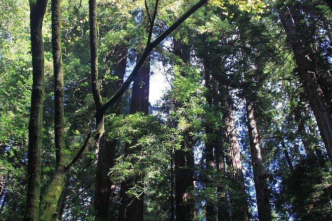 Muir Woods and Sausalito Tour Including a Return by Ferry Boat - Good To Know