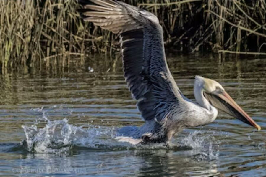 Murrells Inlet: Bird Watching Eco Tour