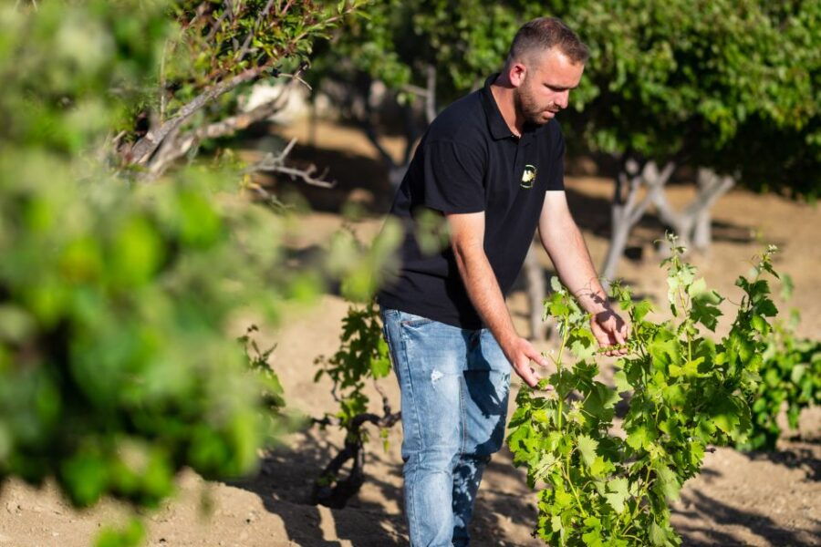 Mykonos: Winery Vineyard Experience With Food & Wine Tasting - Good To Know