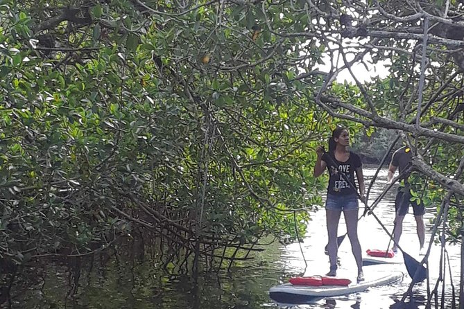 Naples Fl, Paddleboard Mangrove Forest Tour - Good To Know