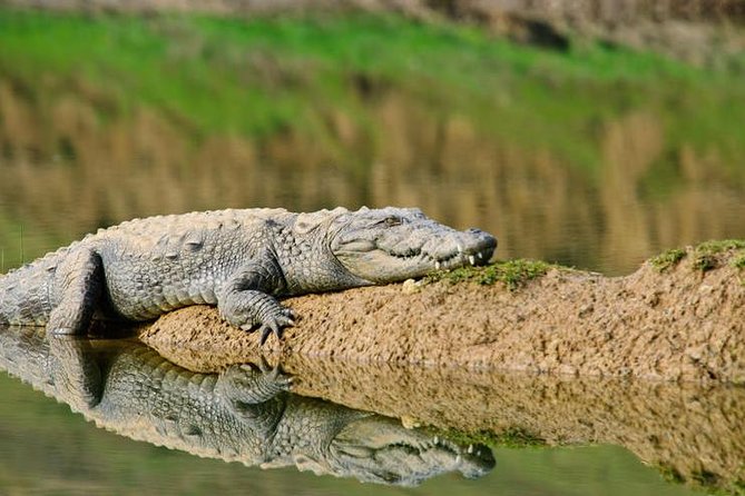 National Chambal Sanctuary and Alligator Day Tour From Agra - Good To Know