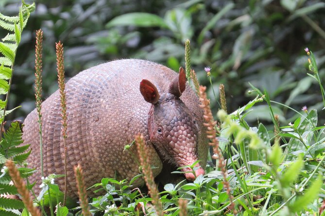 Natural History Walking Tour in Monteverde Cloud Forest Reserve