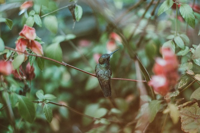 Nature & Hummingbird Experience