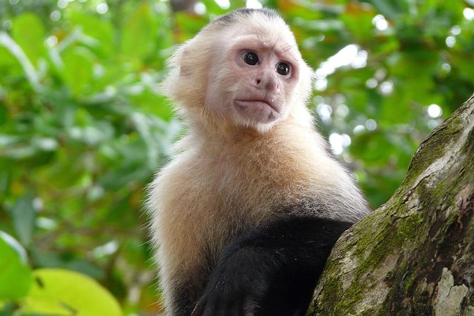 Nature Wildlife Safari Float Tour From La Fortuna-Arenal - Tour Overview