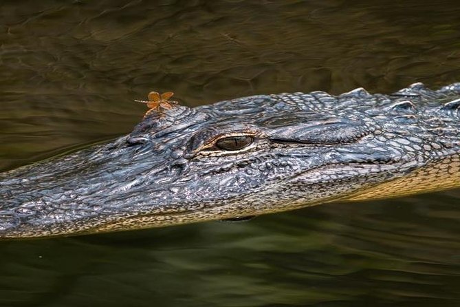 Nawlins Luxury: Pontoon Boat Swamp Tour With Transportation