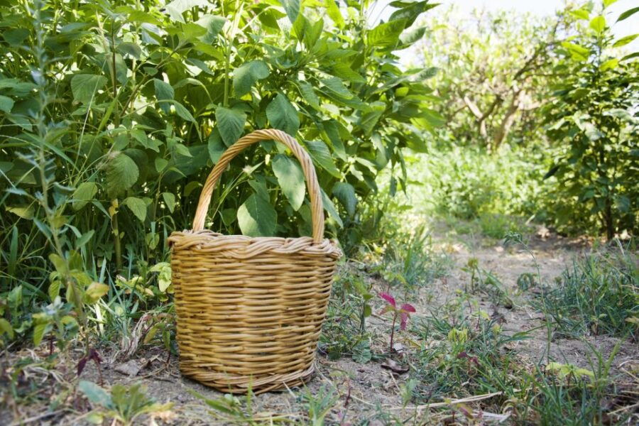 Naxos: Half-Day Cooking Class at Basiliko Family Tavern - Good To Know