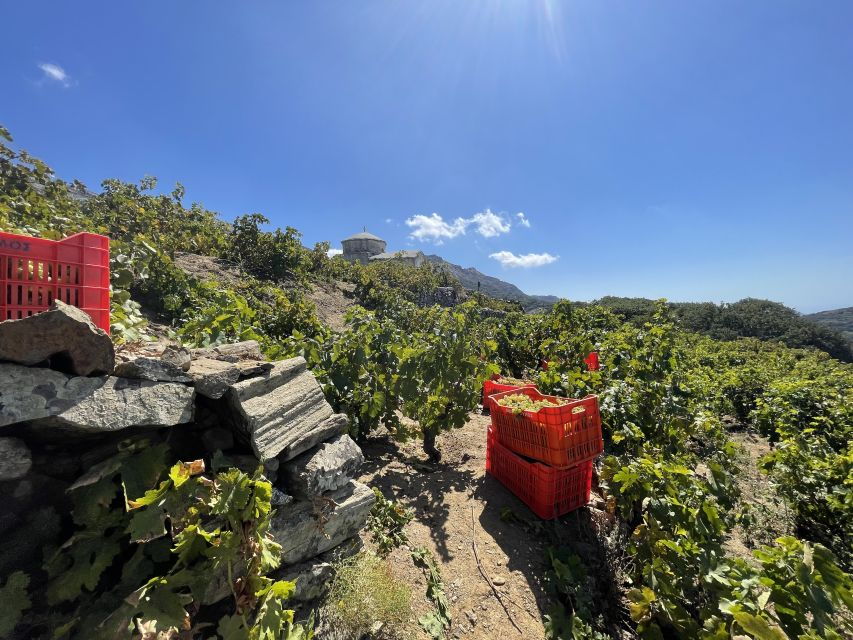 Naxos: Private Vineyard Tour & Wine Tasting With an Expert - Good To Know