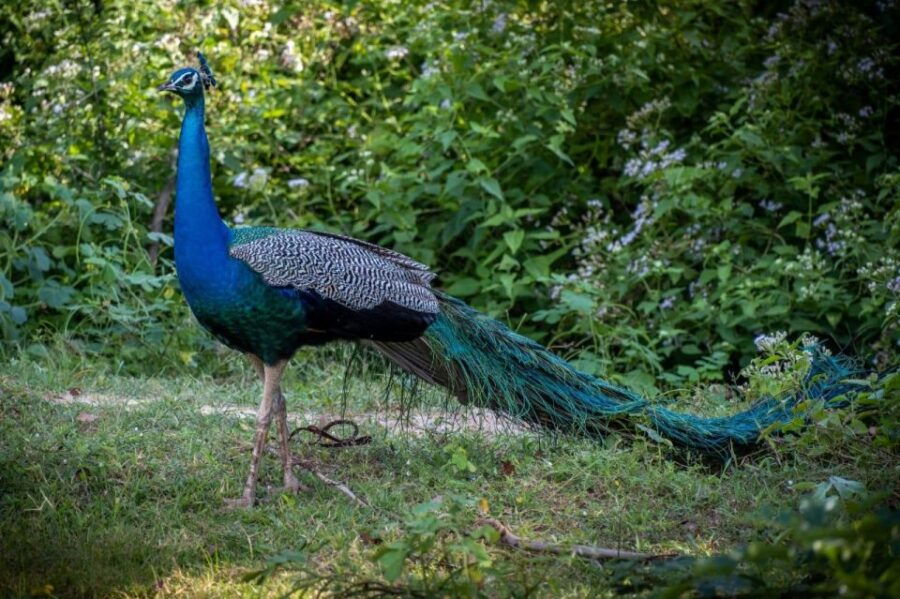 Negombo To: Sigiriya, Dambulla & Minneriya Park Safari Tour