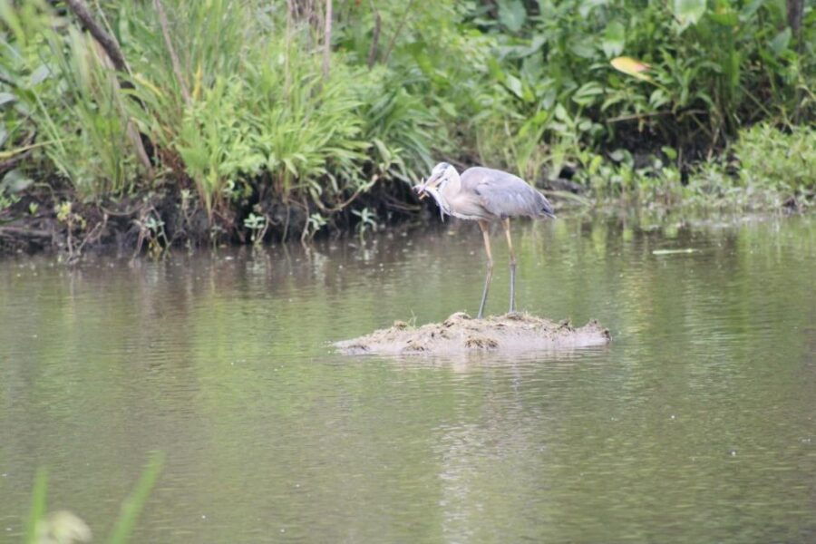 New Orleans: 10 Passenger Airboat Swamp Tour - Good To Know