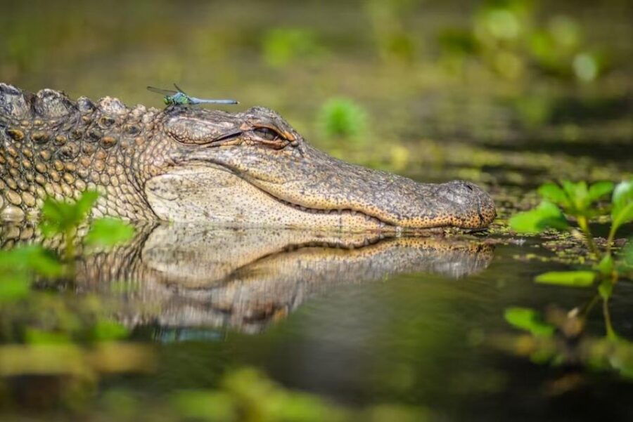 New Orleans: Manchac Magic Kayak Swamp Tour - Good To Know