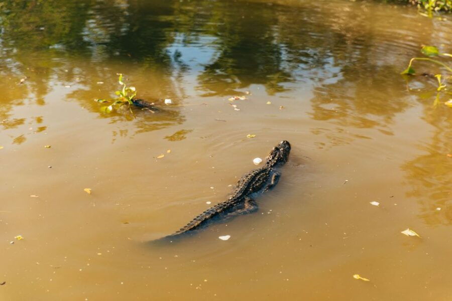 New Orleans Swamp Tour by Tour Boat