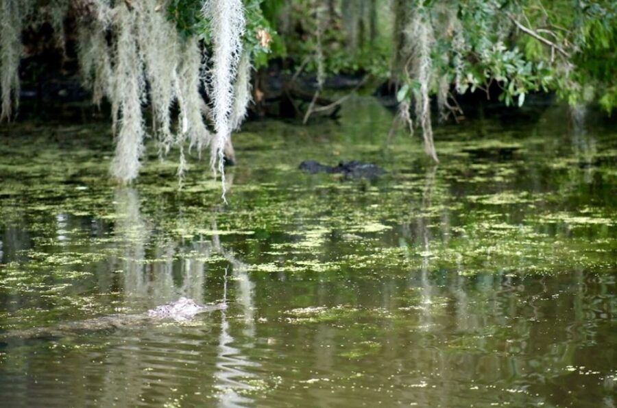 New Orleans: Swamp Tour on Covered Pontoon Boat