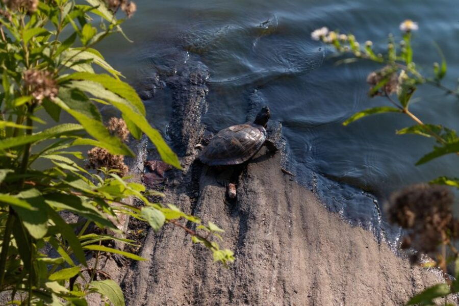 New York Outdoor Escape Game: Shakespeare in Central Park - Good To Know