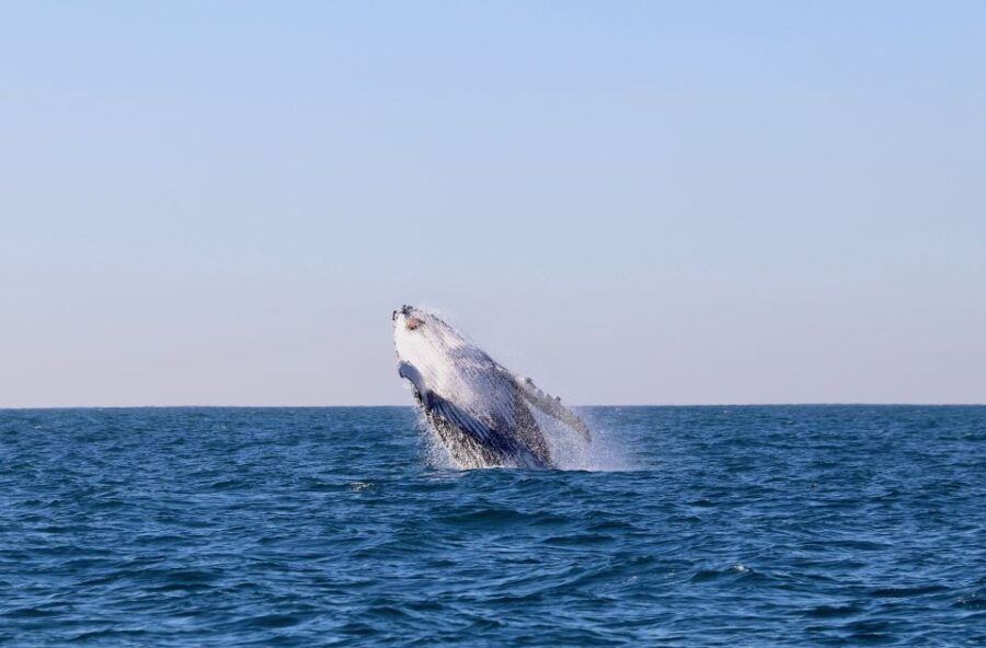Newcastle: Small Group Humpback Whale Encounter Tour - Good To Know