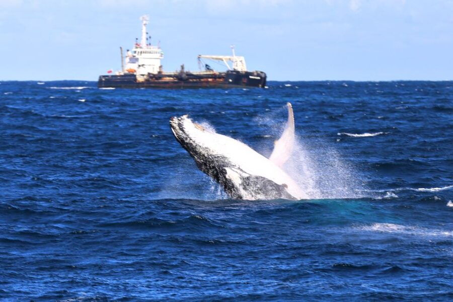 Newcastle Whale Watching Cruise - Good To Know