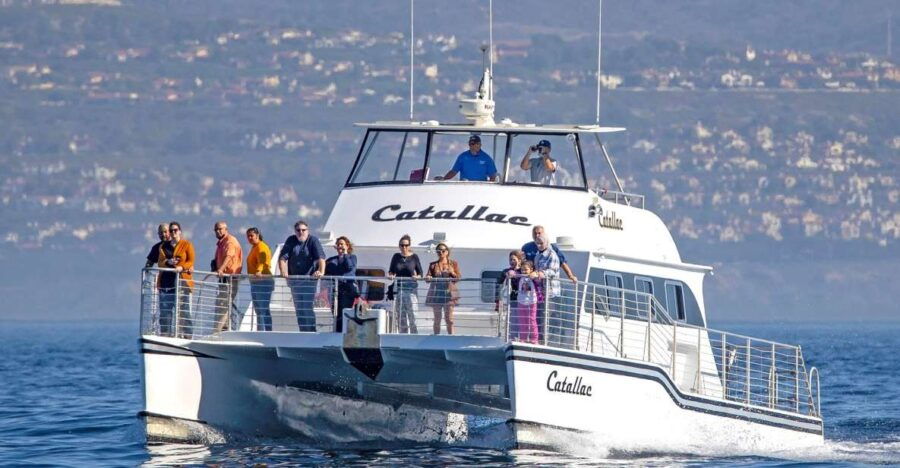 Newport Beach: Luxury Whale Watching Catamaran Cruise - Good To Know