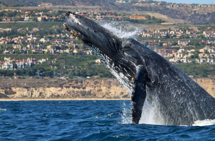 Newport Beach: Ultimate Whale Watching Adventure - Good To Know