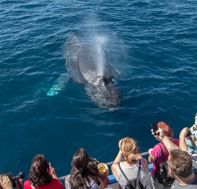 Newport Beach: Year-Round Whale Watching Cruise - Good To Know