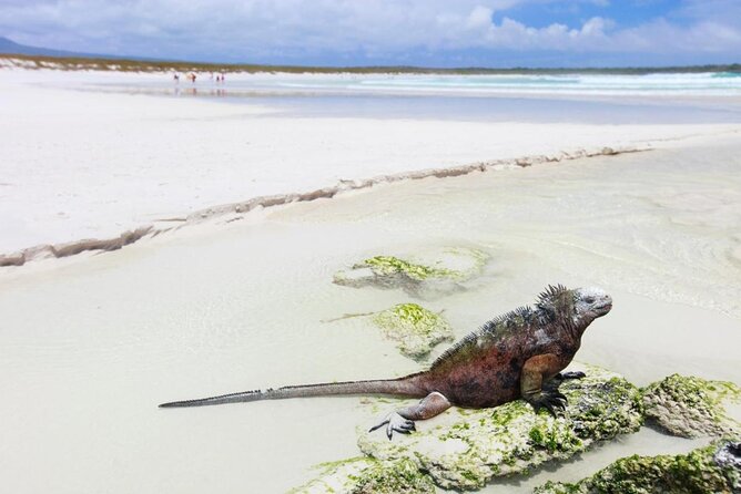 Newspaper Headline: Uncover Galapagos Wonders on Private Tour