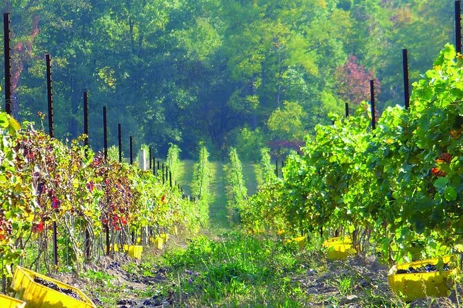 Niagara County Wine Tour and Tasting