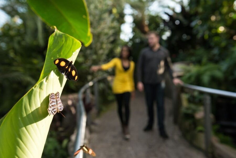 Niagara Falls, Canada: Butterfly Conservatory Admission - Ticket Details
