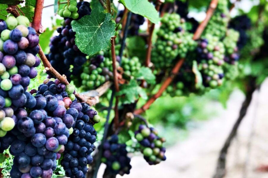 Niagara-on-the-Lake: Wine, Charcuterie Tour & Lunch Break