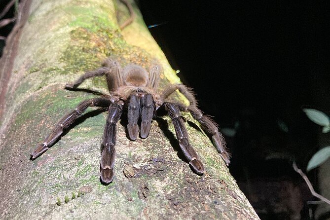 Night Adventures in Monteverde - Good To Know