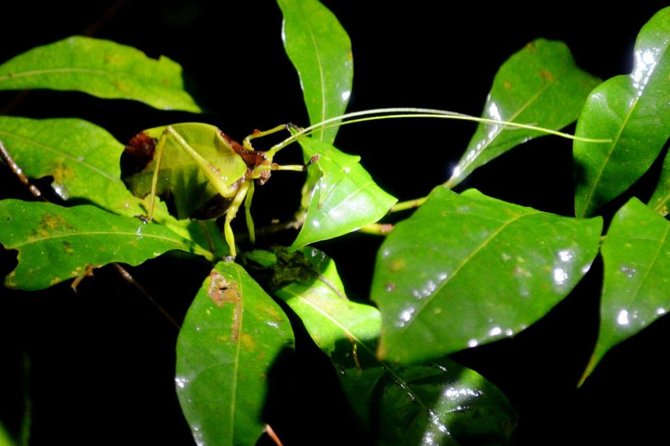 Night Tour in Monteverde