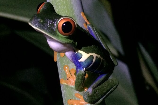 Night Tour Manuel Antonio or Monteverde