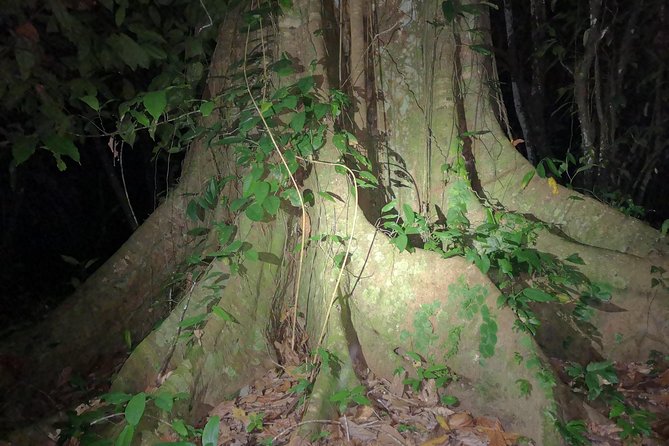 Night Tours at the Biological Station in Bri Bri