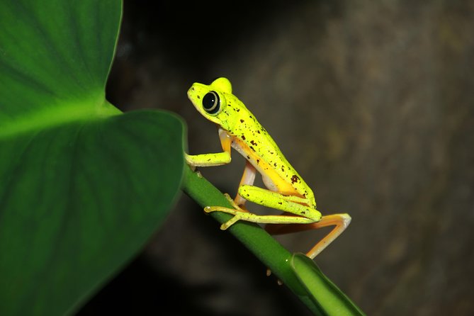 Night Walk Experience at Natura Eco Park, (Frogs Snakes Mammals Insects Birds) - Wildlife Encounter in the Dark