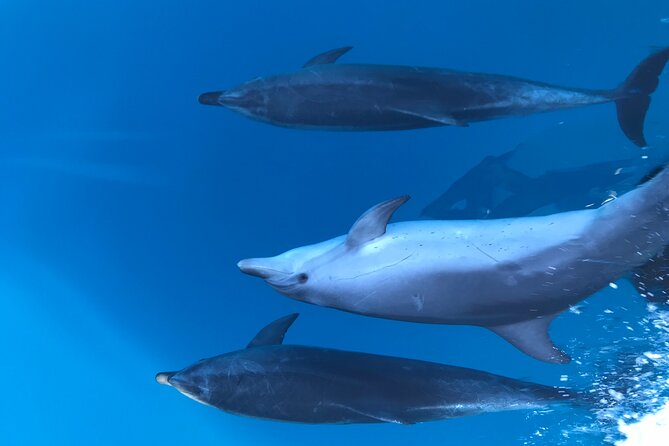 Noosa National Park & Wild Dolphin Safari - Good To Know