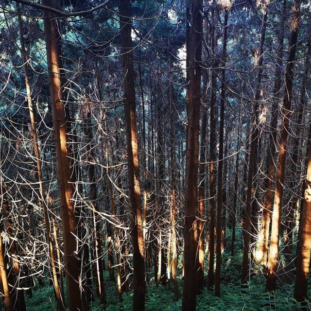 Nordeste Waterfalls Half Day Hike - Good To Know