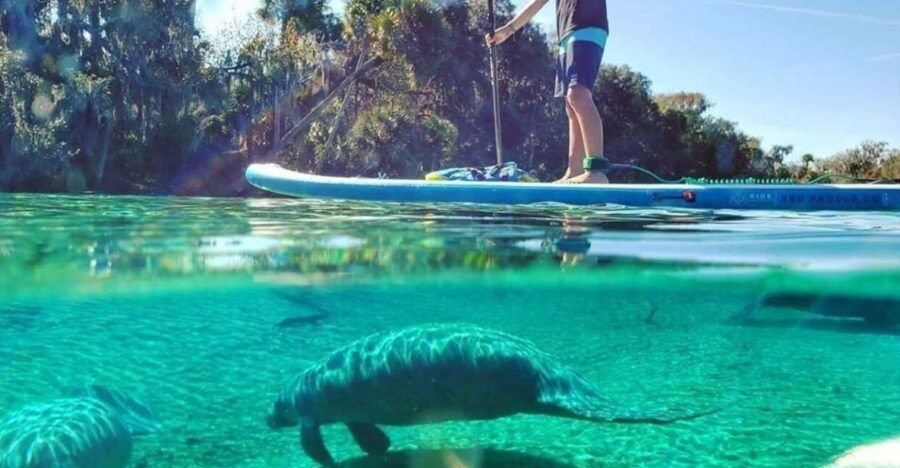 North Miami: Paddleboard or Kayak Island and Animal Tour - Good To Know