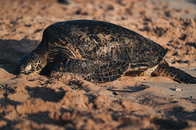 North Shore of Oahu Private Full-Day Tour With Local Guide