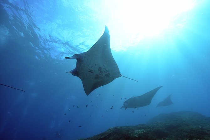 Nusa Penida Day Trip for 3 Dives - Good To Know