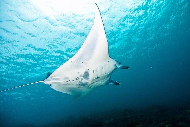 Nusa Penida Three Dives Trip for Certified Divers - Good To Know