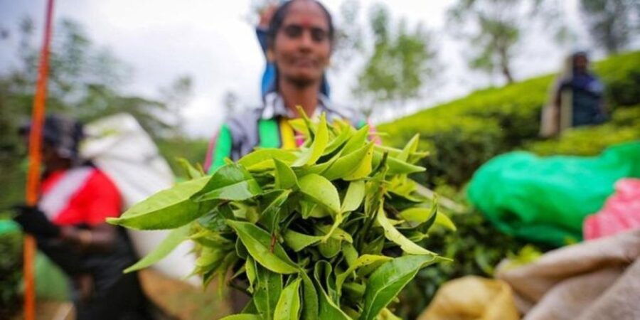Nuwara Eliya: Countryside Exploration Tour by Tuk-Tuk!