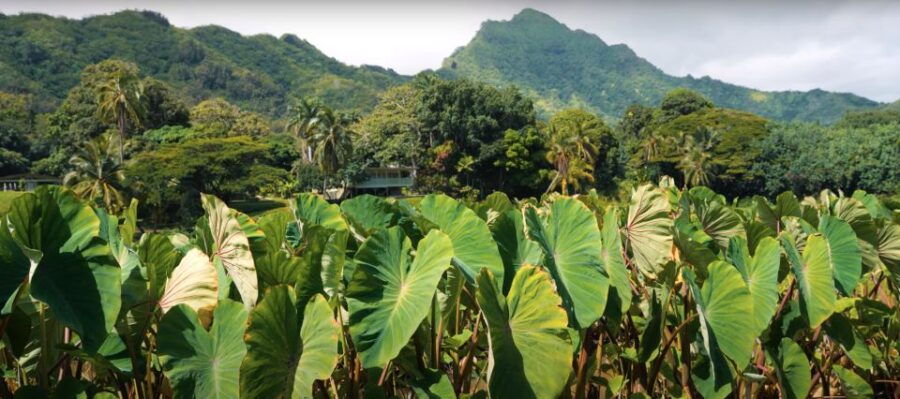 Oahu: Kualoa Farm and Secret Island Tour by Trolley - Good To Know
