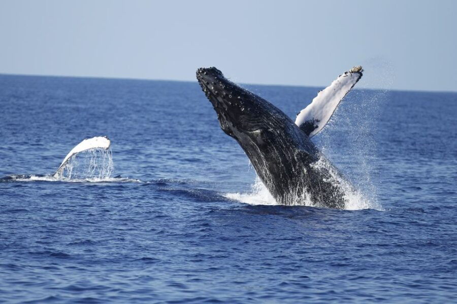 Oahu: Waikiki Whale Watching Tour-Donut and Coffee Included - Good To Know