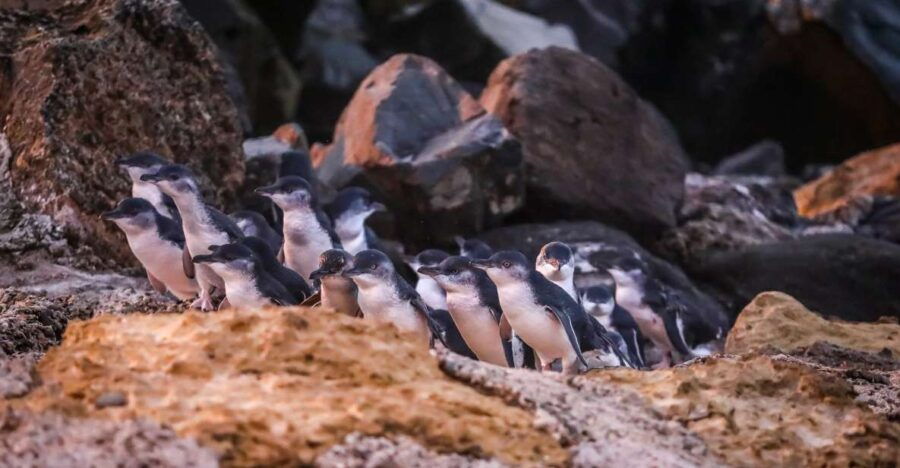 Oamaru: Blue Penguin Colony Evening Viewing Ticket