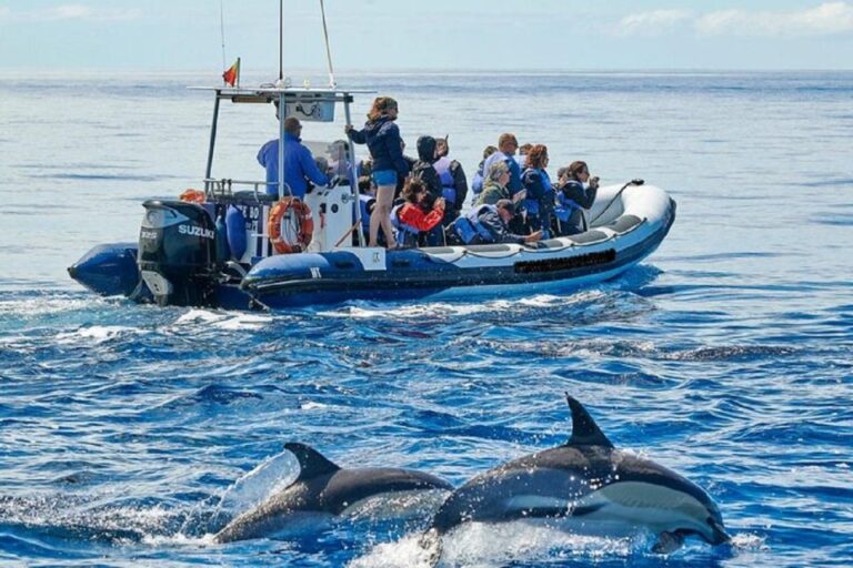 Observation of Whales and Dolphins in the Peak