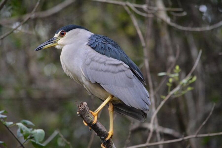 Ochopee: Half-Day Mangrove Tunnel Kayak Tour - Good To Know