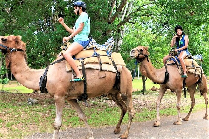 Ochos Rios Camel Trek Including Hotel Transfers (Feb )
