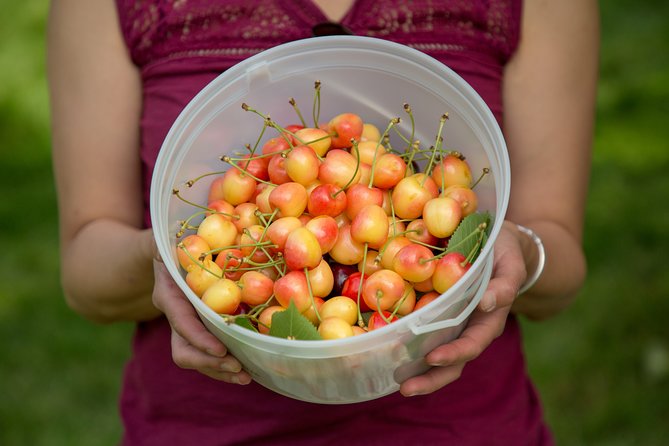 Okanagan 2 Days Wine Tasting & Cherry Picking Tour / Minimum 3 People Required