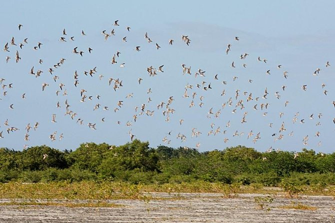 Olango Island Bird Watching and Snorkeling Day Trip From Cebu - Departure Point