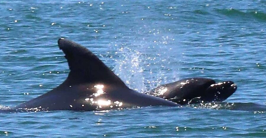 Olhão: Dolphin and Wildlife Watching Boat Tour - Good To Know
