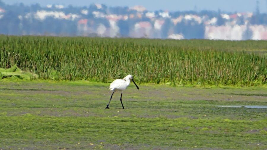 Olhão: Private Boat Tour to Ria Formosa