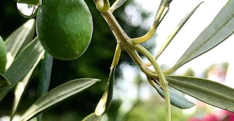 Olive Oil of Andalucia and Carmona: From Seville - Good To Know